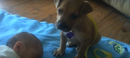Puppy changes from the baby-sitter to the one needing baby-sitting!